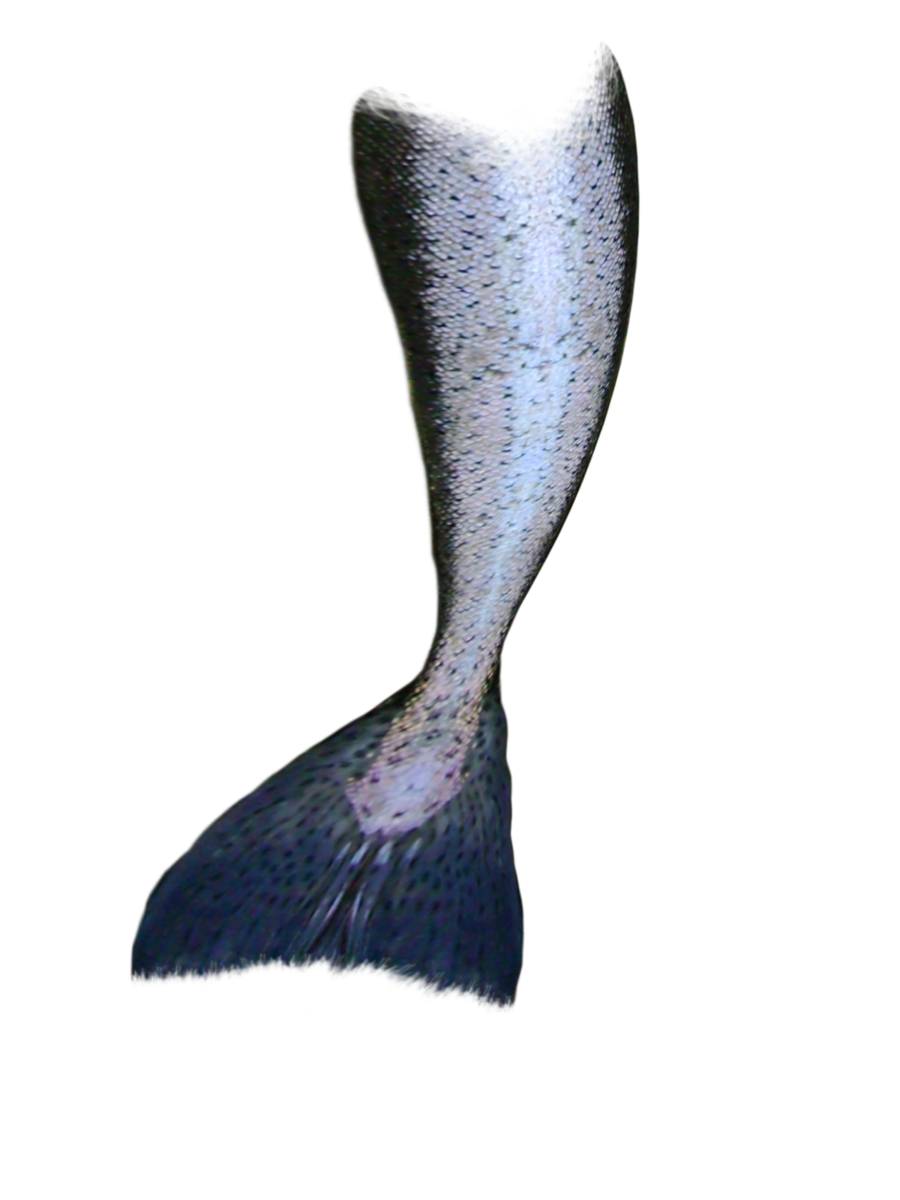 Mermaid Tail PNG - 19842