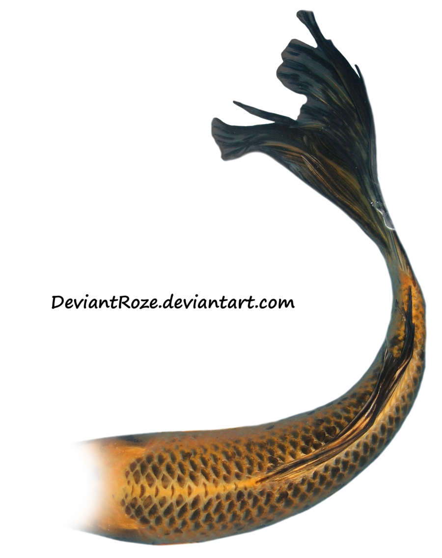 Mermaid Tail PNG - 19849