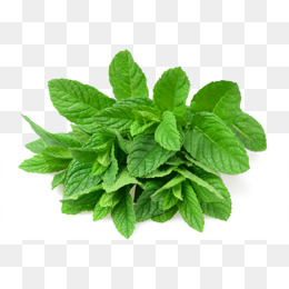 A cluster of mint leaves