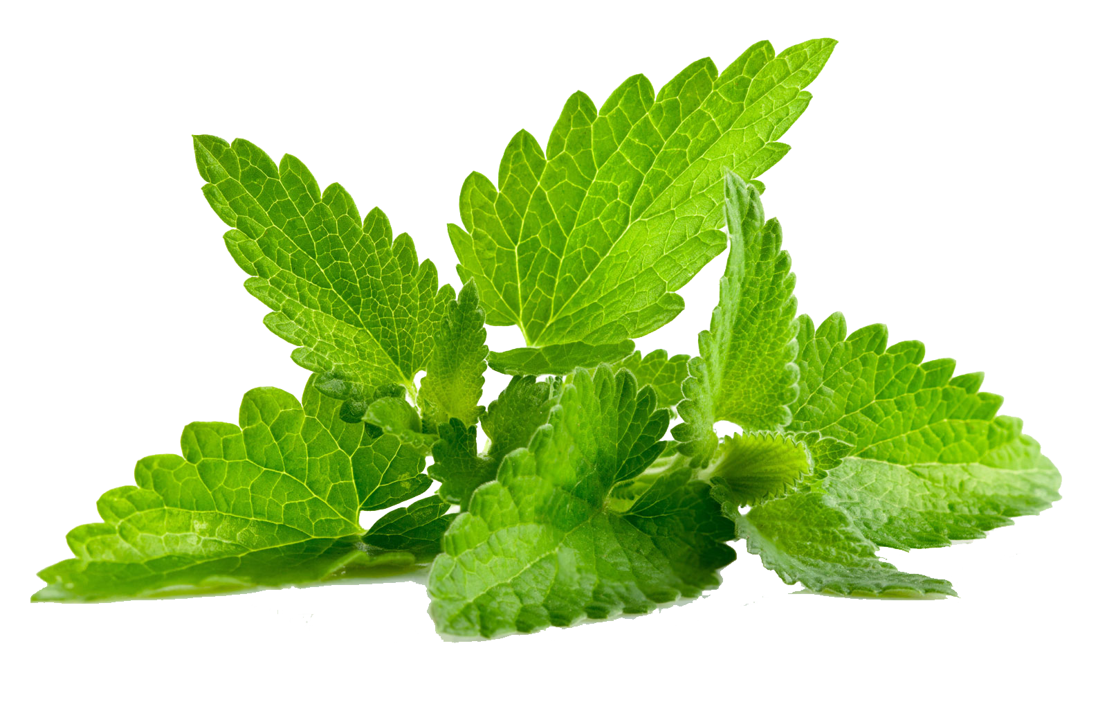 Two mint leaves