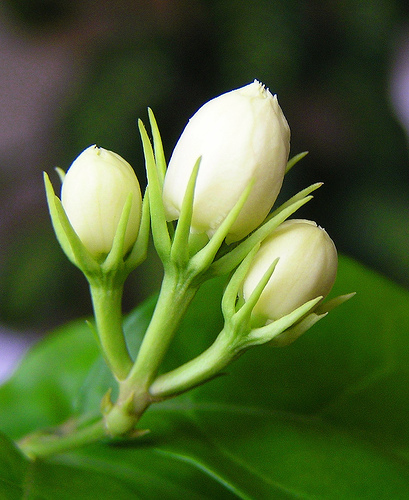 Mogra Flower