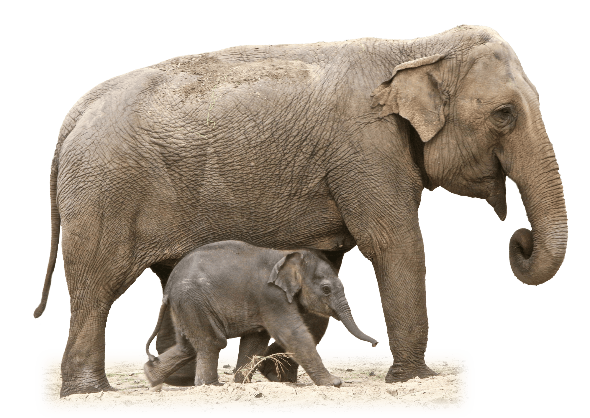 Mom And Baby Elephant PNG - 161153