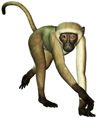 Monkey HD PNG - 118928