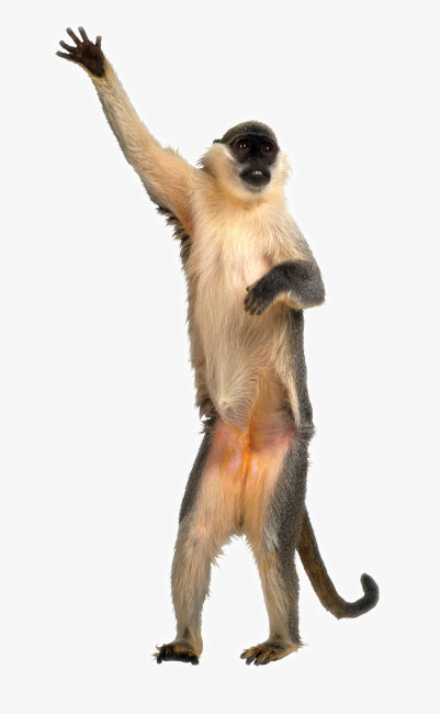 Dancing Monkey HD Live Wall