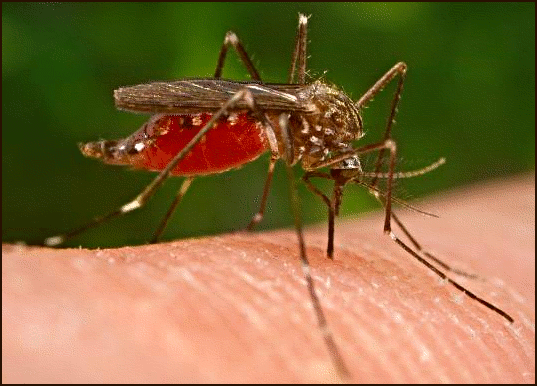 Mosquito Bite PNG - 79628