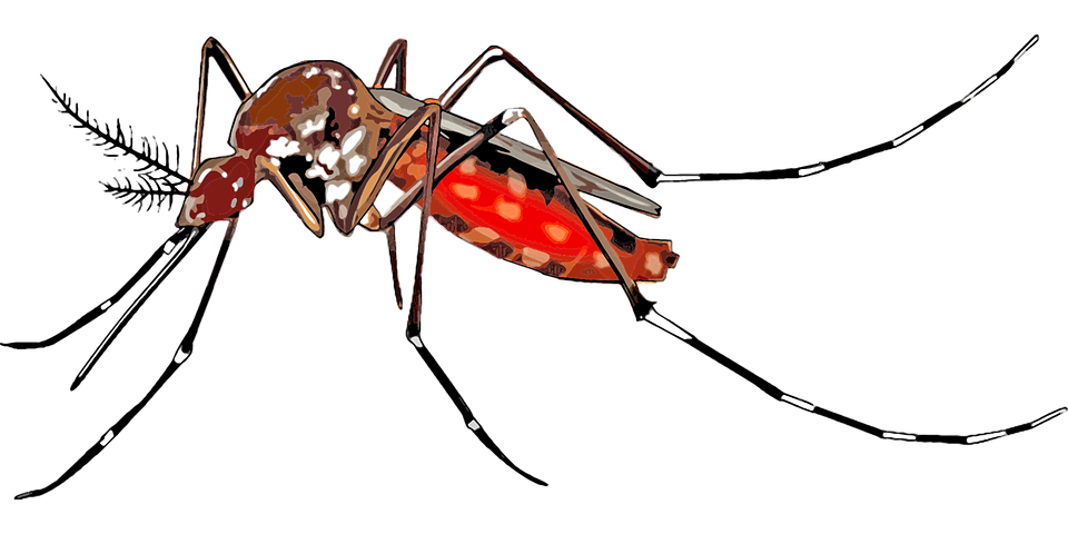 Mosquito HD PNG - 92383