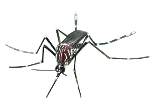female mosquito malaria bug p