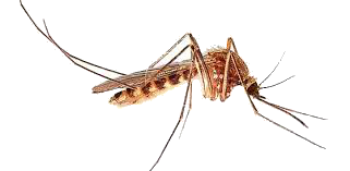 Mosquito PNG - 231