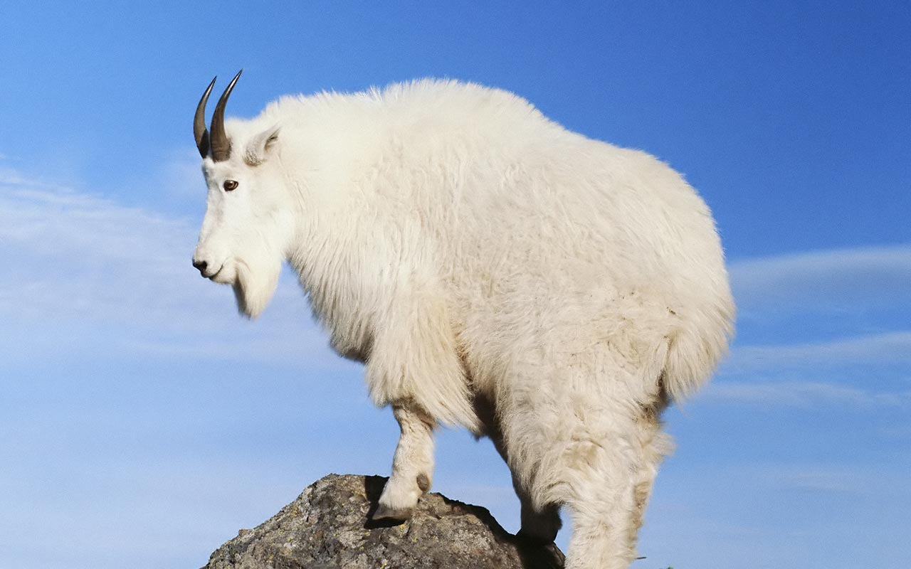 Mountain Goat PNG HD - 128036