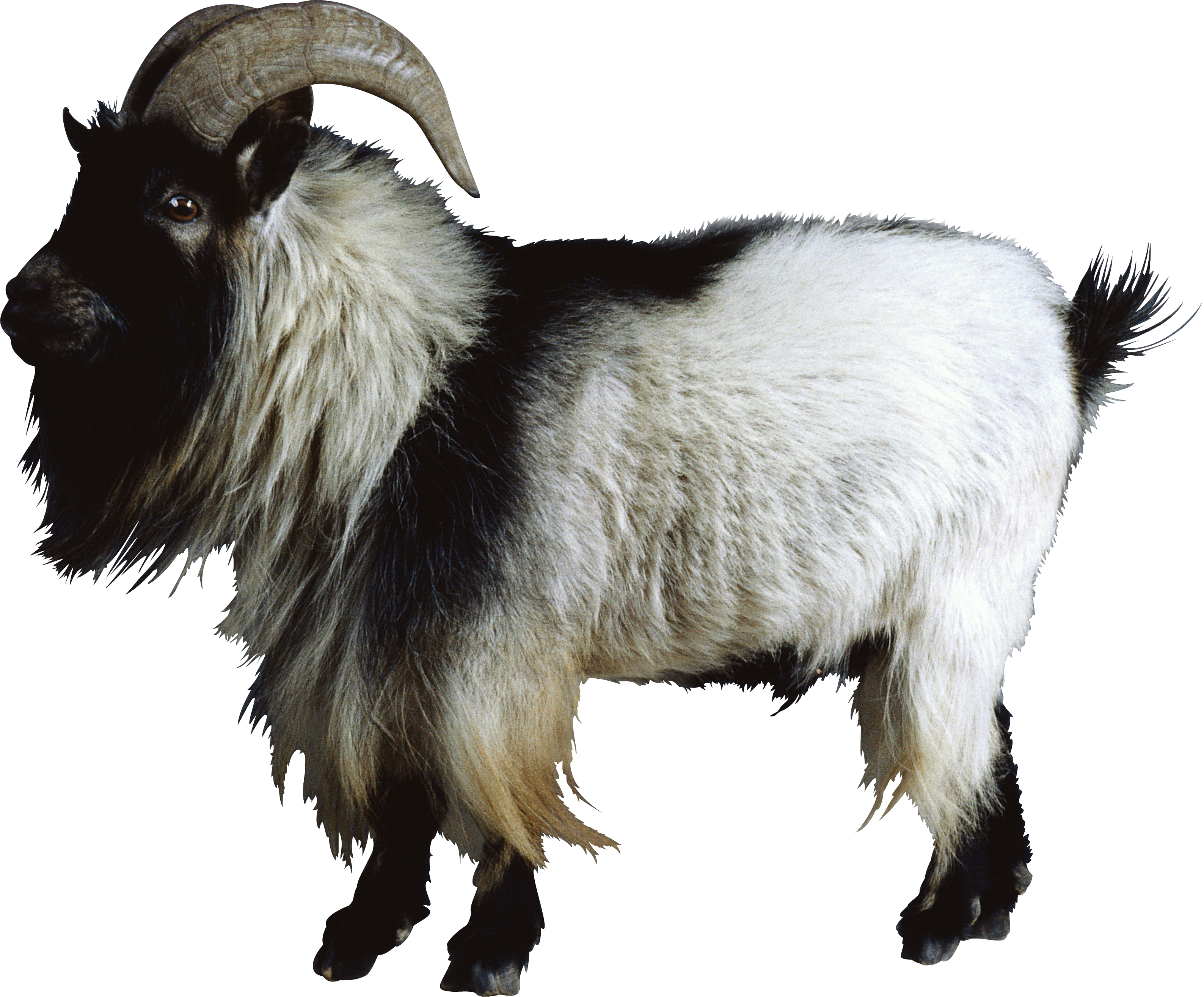goat, Small Aries, Little She