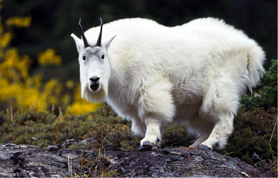 Mountain Goat PNG HD - 128039