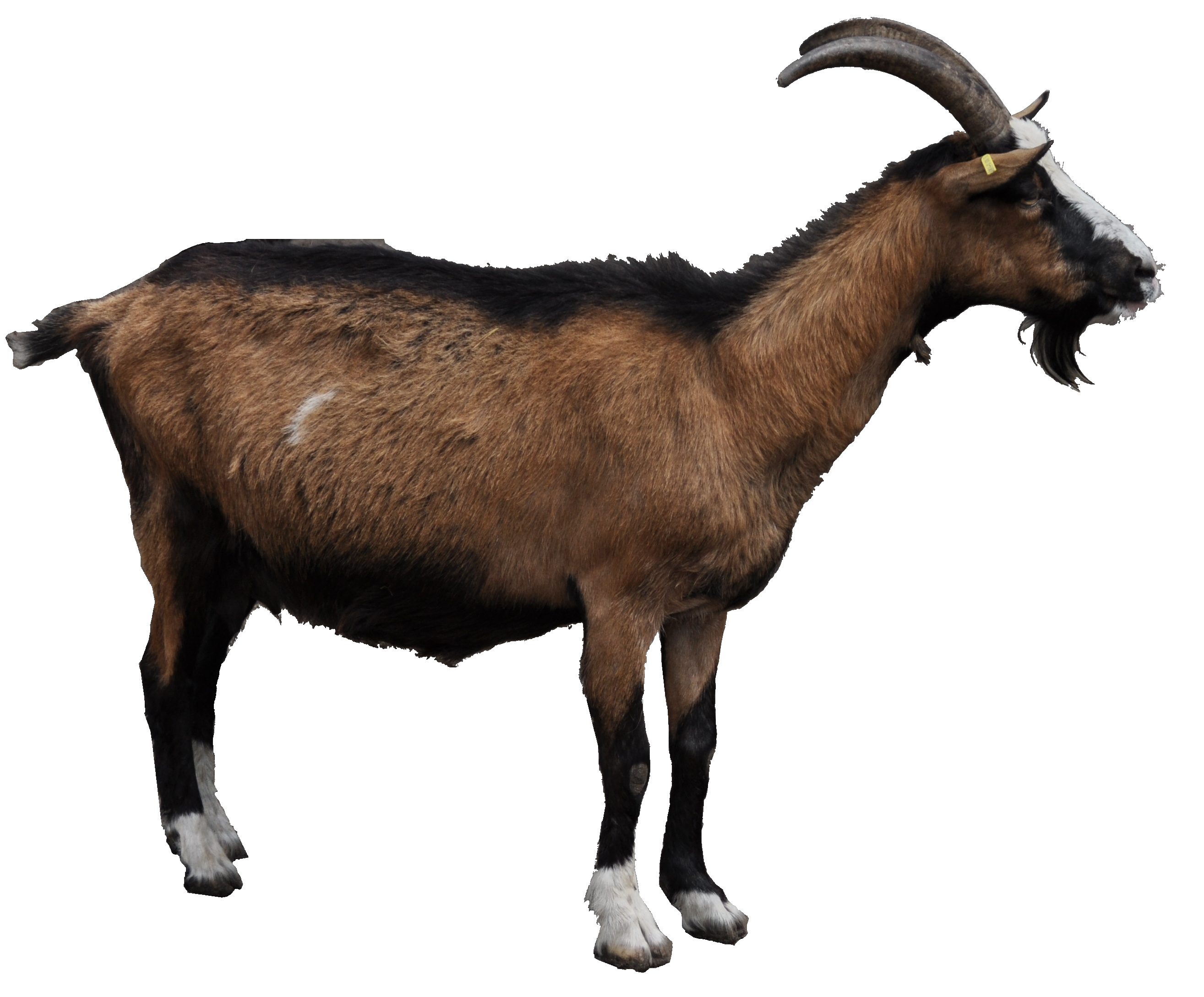 Mountain Goat PNG HD - 128034