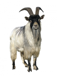Mountain Goat PNG HD - 128042