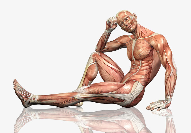 Muscle Arm PNG HD - 140350