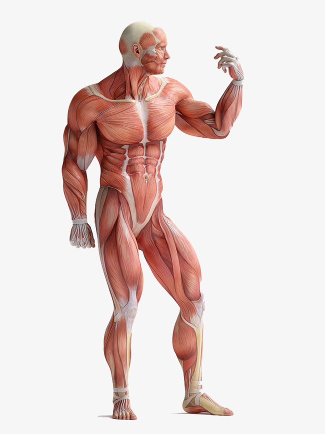 Vector HD Human Body Anatomy 