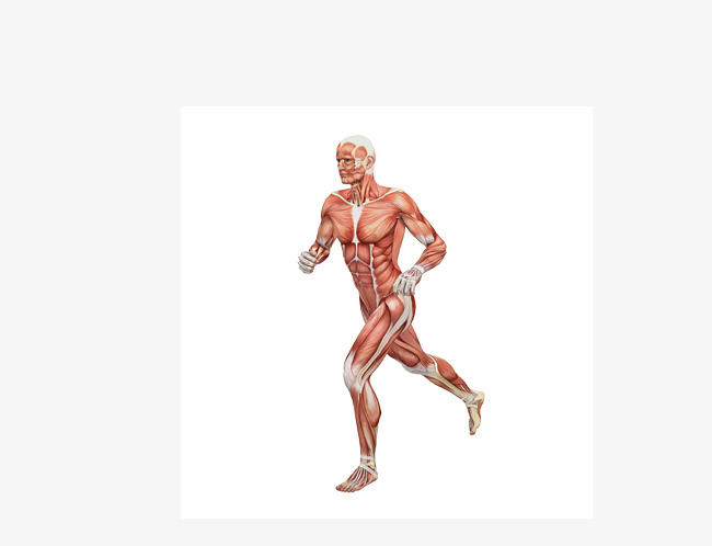 Vector male human body muscle