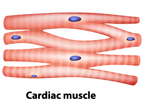  Cardiac muscle tissue is mad