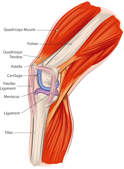 Muscle Tissue PNG - 82622