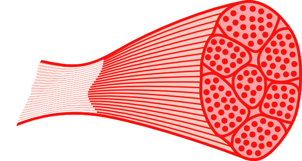 Slide of Cardiac Muscle - Cou