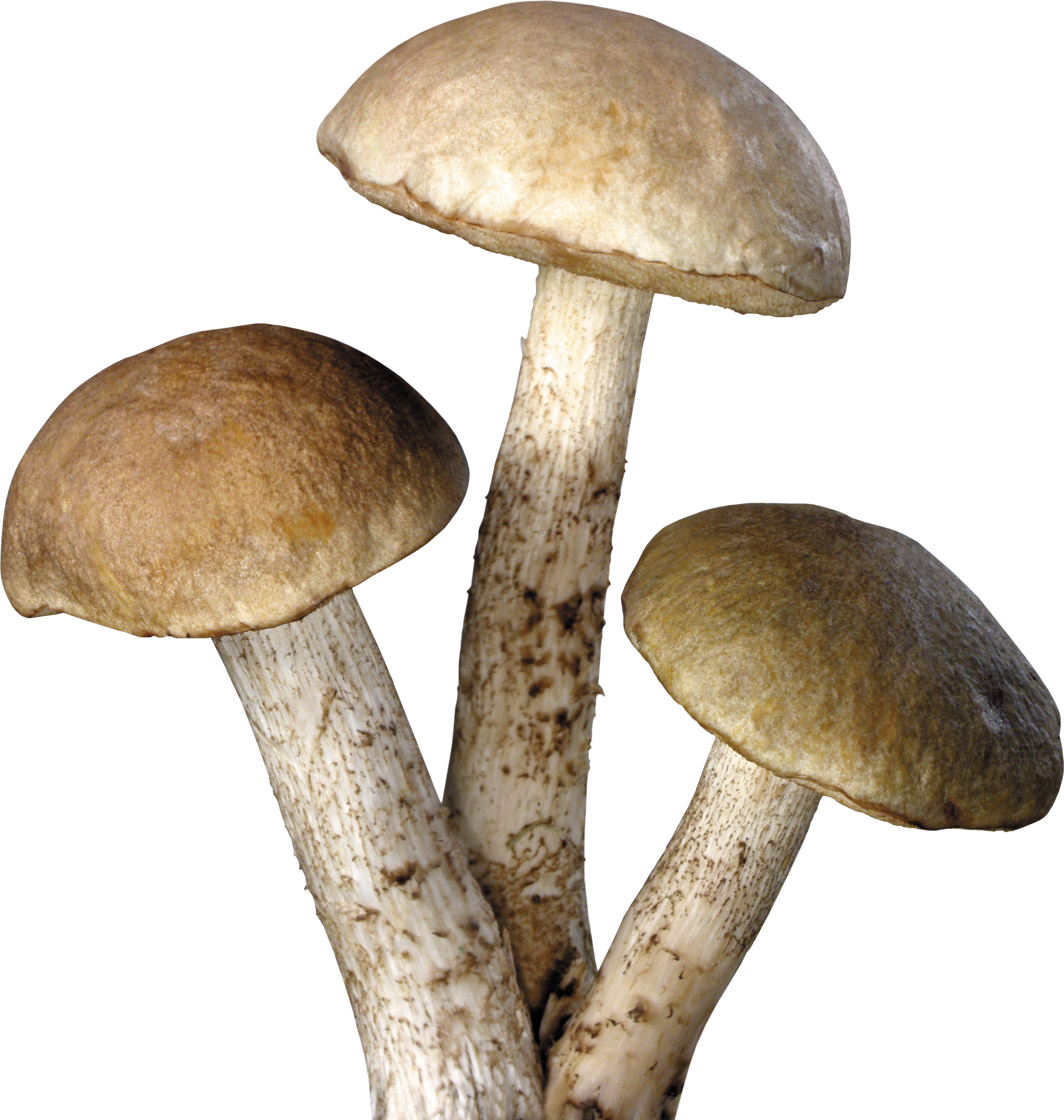 Mushroom HD PNG - 117573
