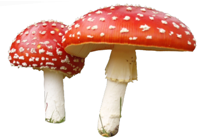 Mushroom HD PNG - 117577