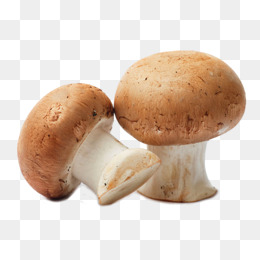 Mushroom HD PNG - 117580