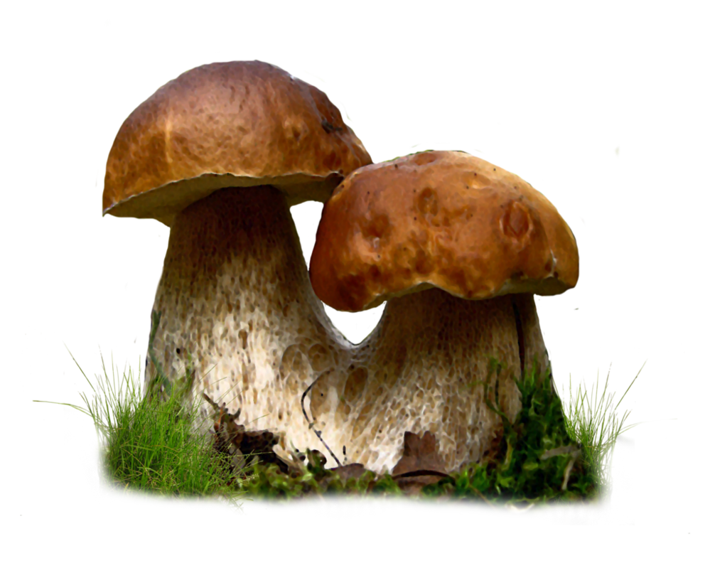 Mushroom HD PNG-PlusPNG.com-3
