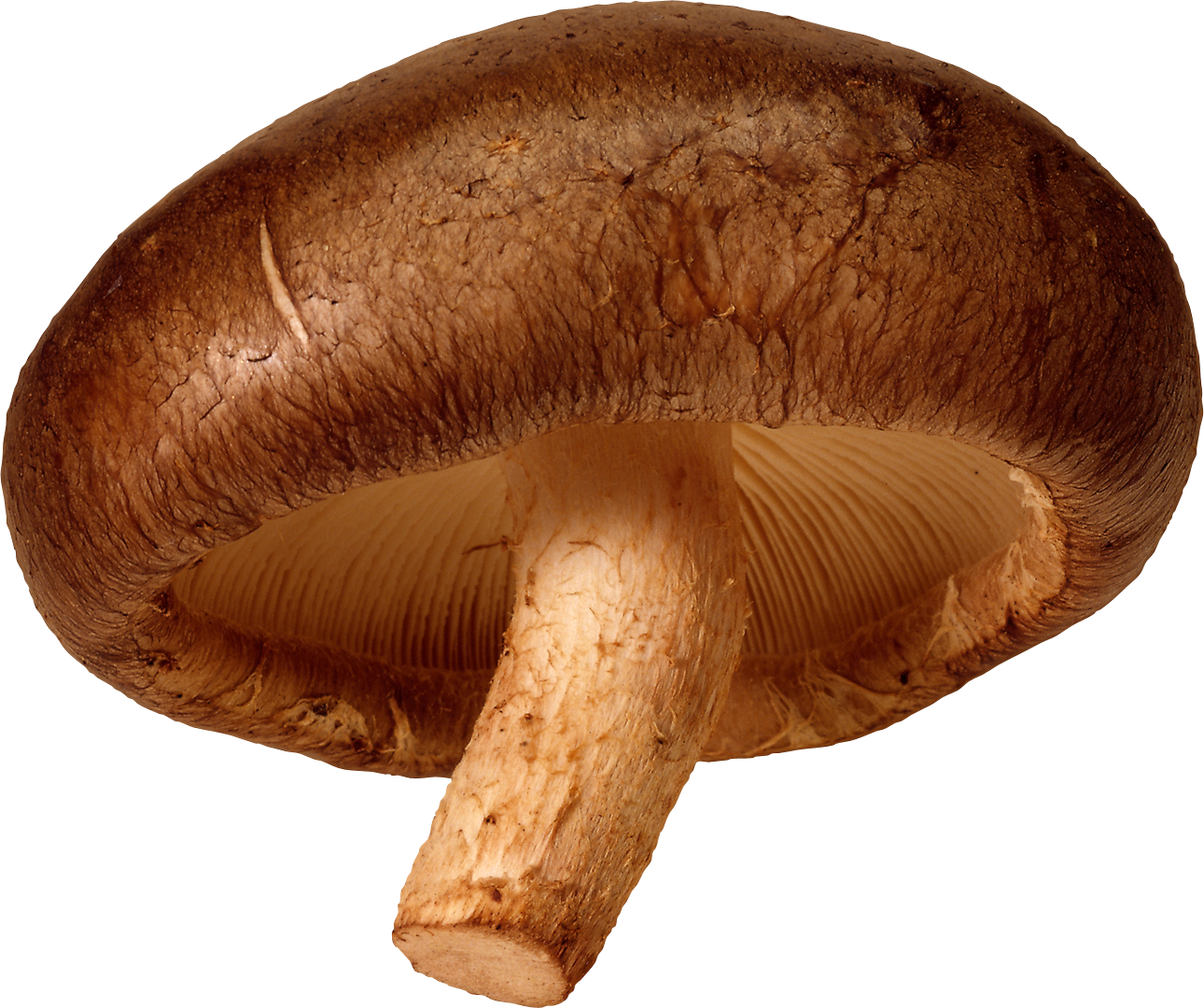 Mushroom HD PNG - 117579