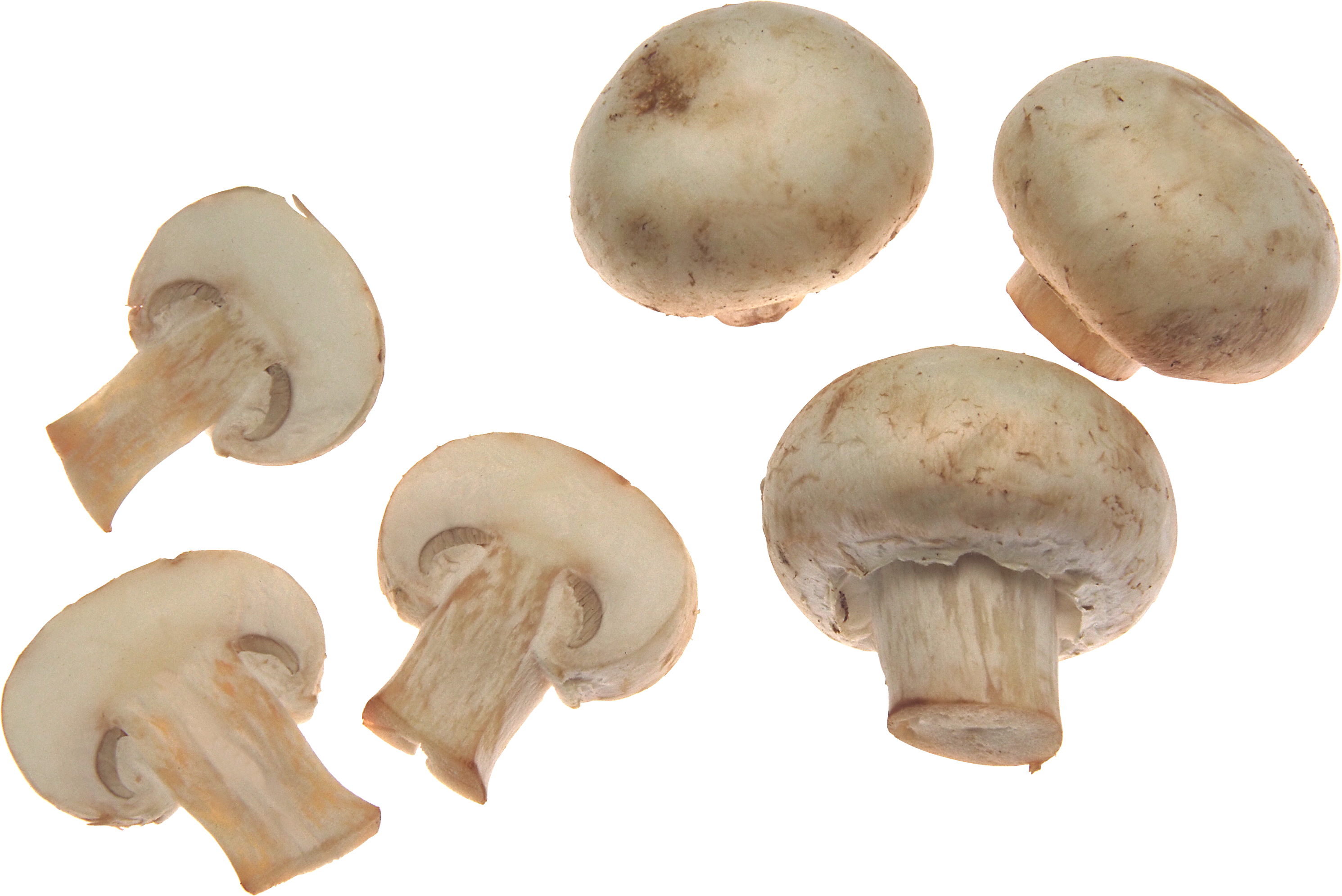 Mushroom clipart transparent
