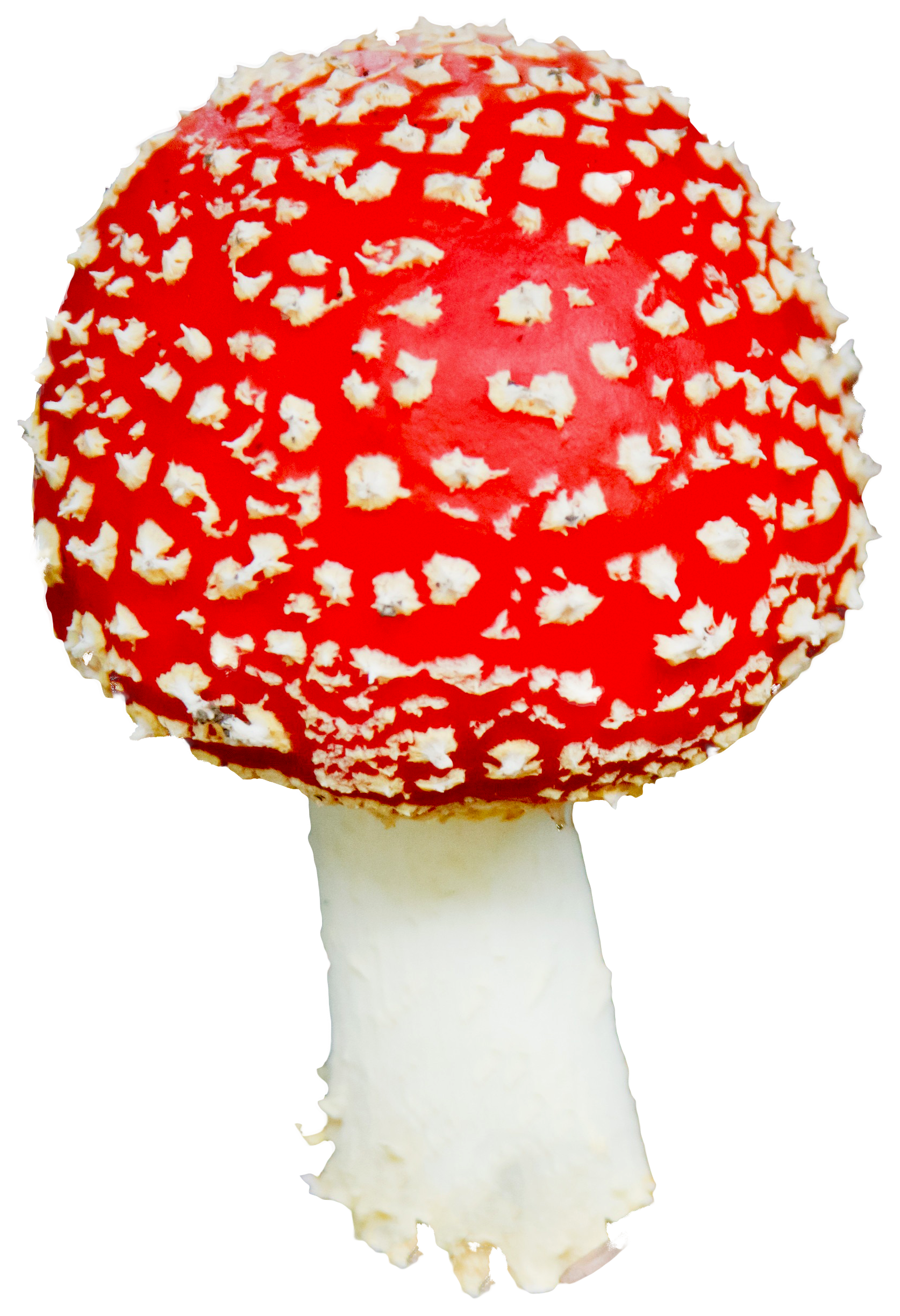 Mushroom PNG - 24331