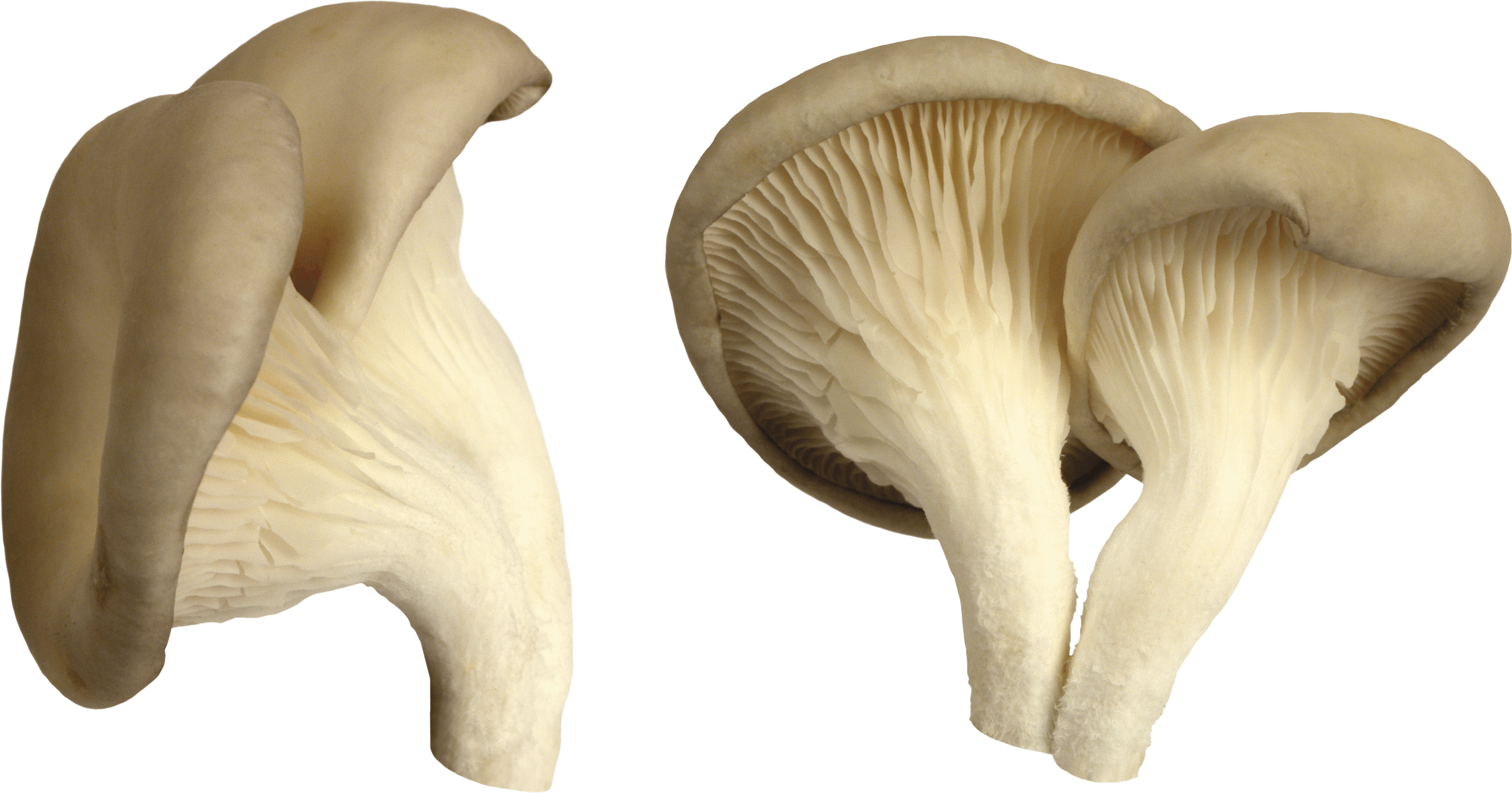 Mushroom PNG - 11747