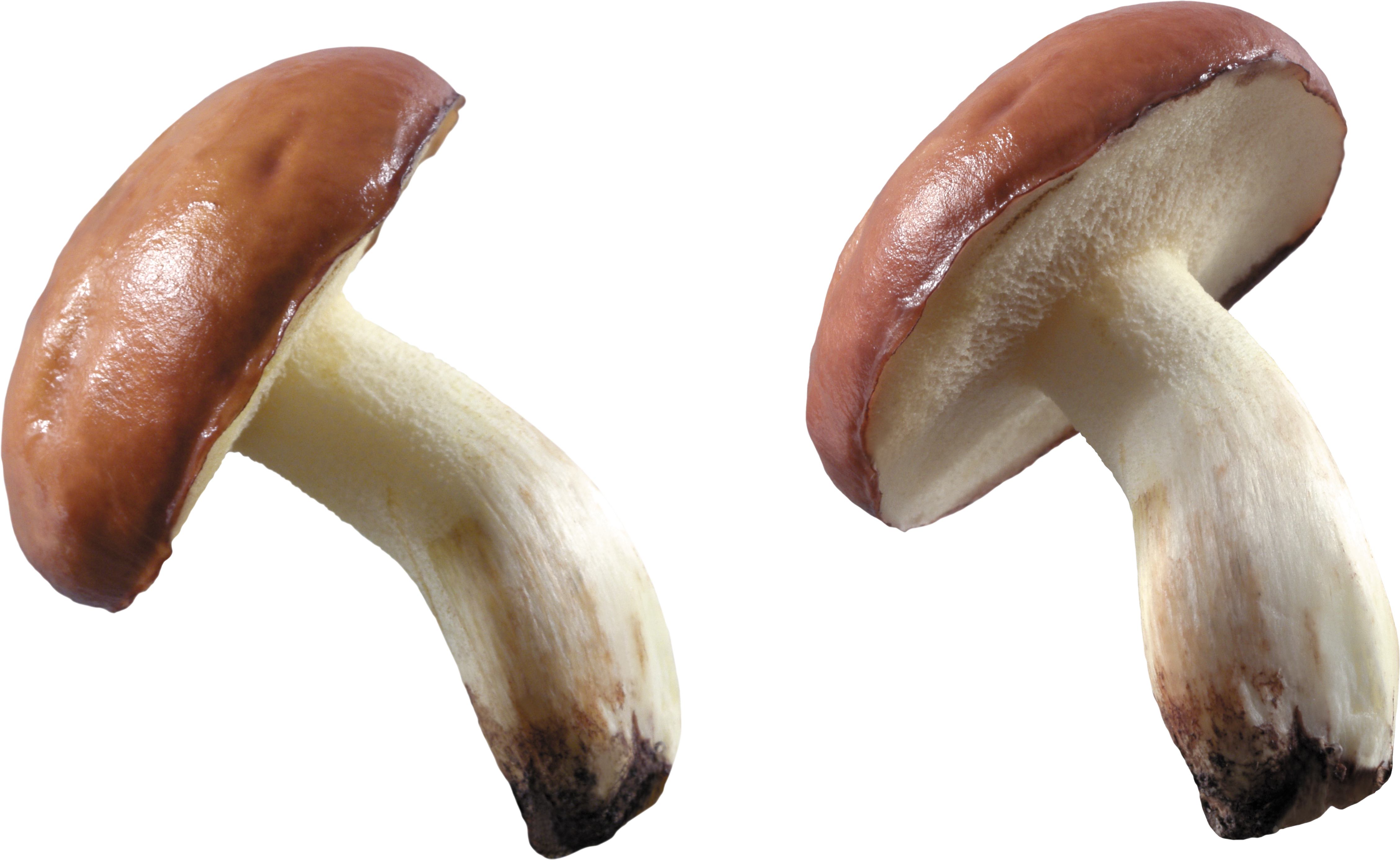 Mushroom PNG HD - 128859