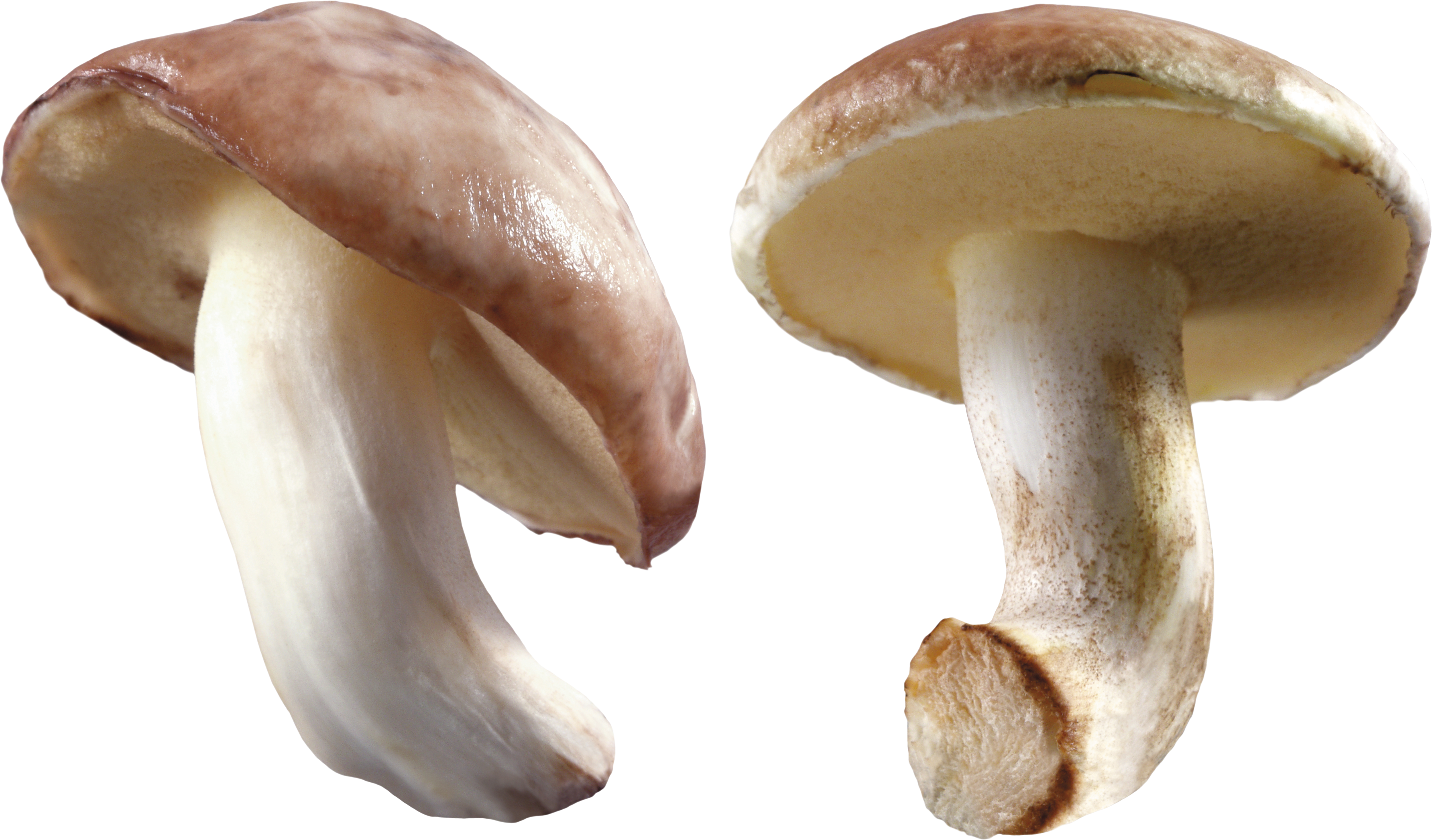 Mushroom PNG HD - 128870