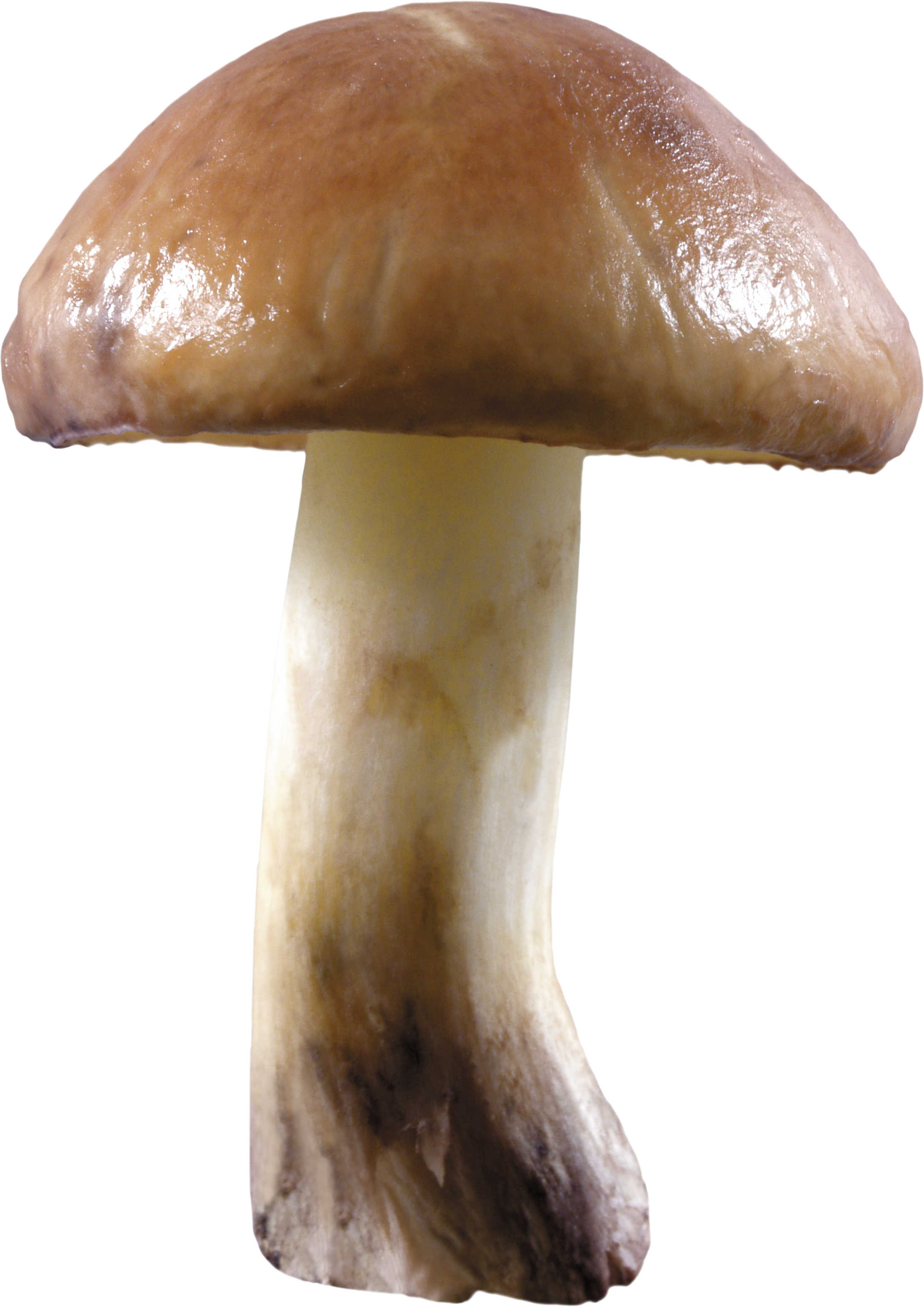 Mushroom PNG HD - 128864