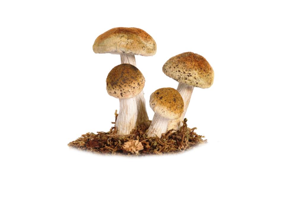 Mushroom PNG HD