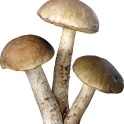 Mushroom PNG HD - 128866