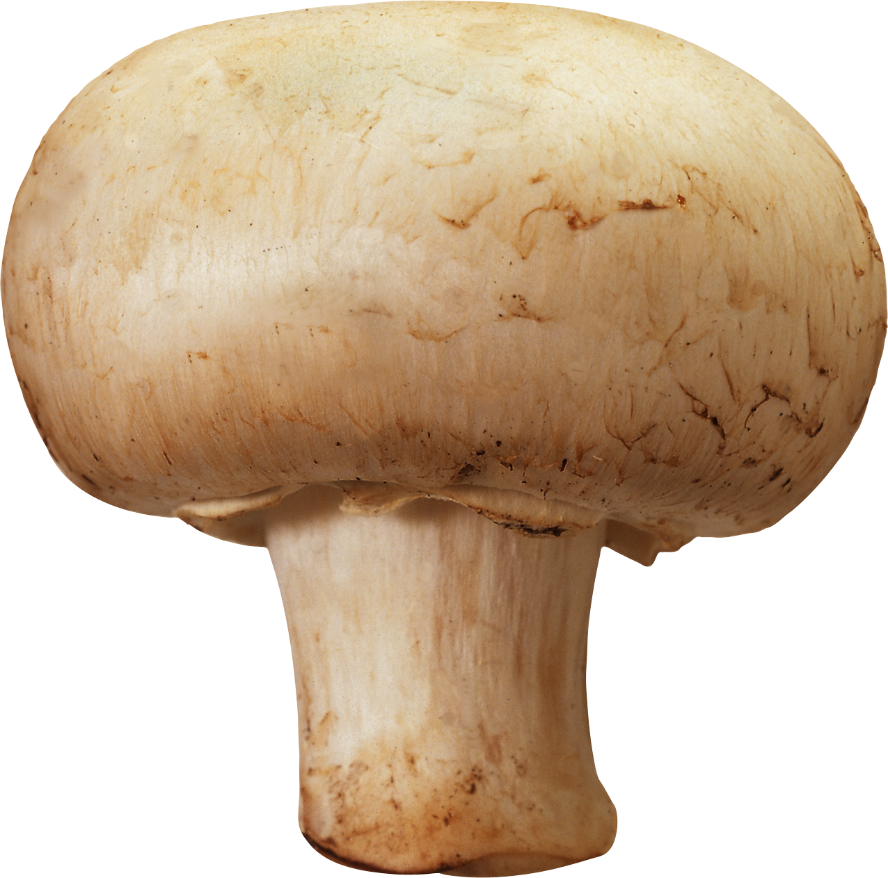 Mushroom PNG HD - 128860