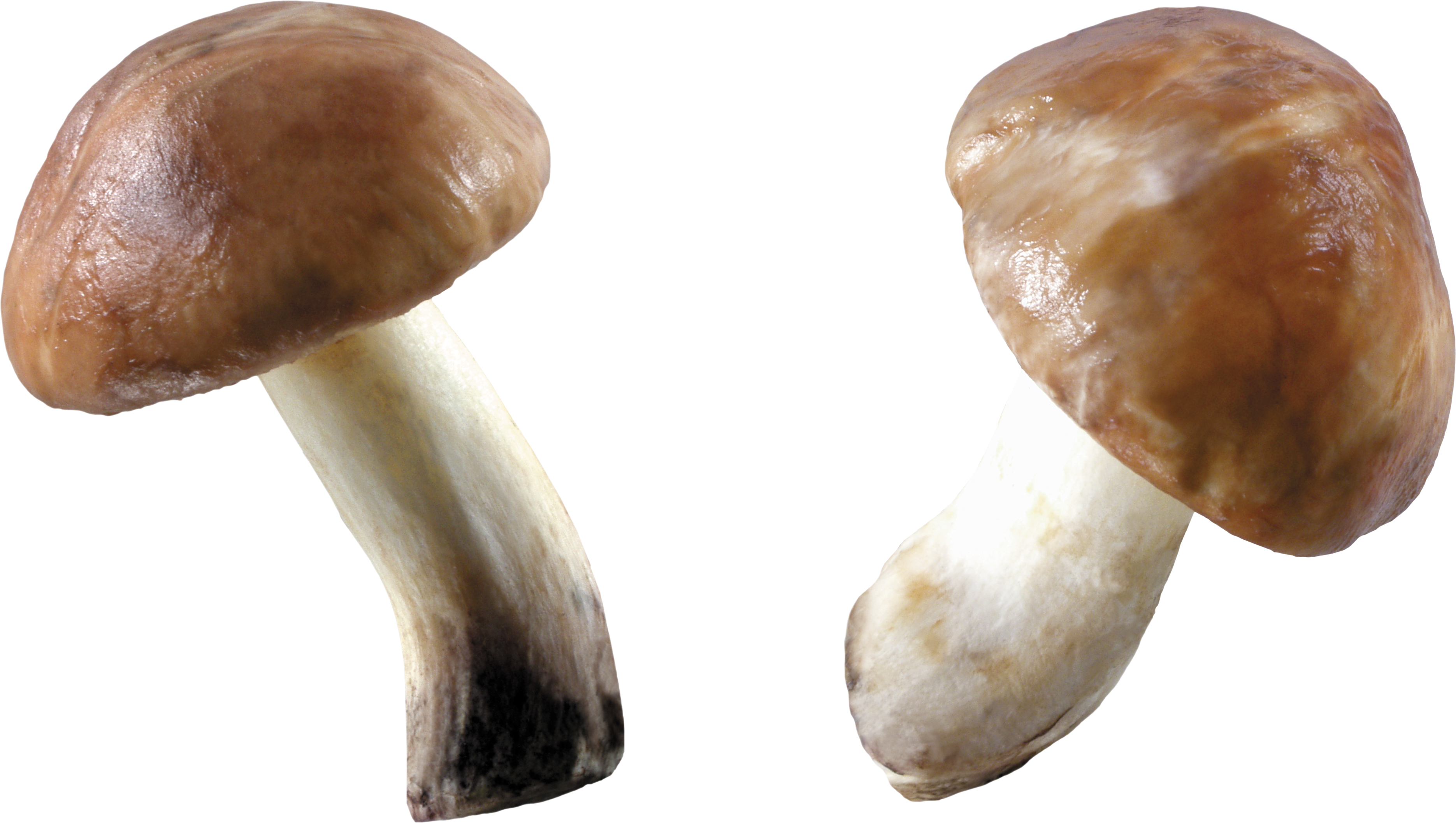 Mushroom PNG HD - 128863