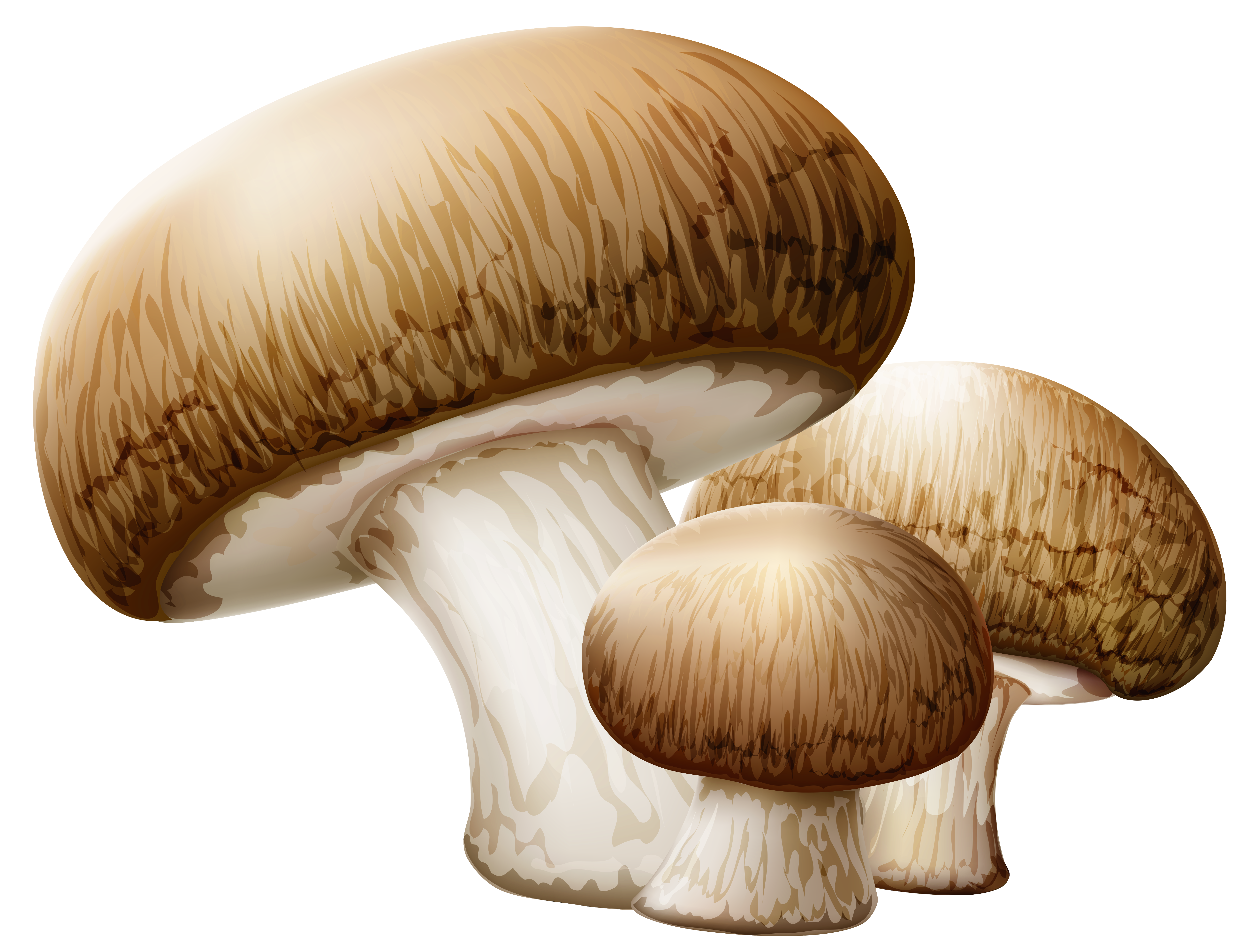 Mushroom PNG HD