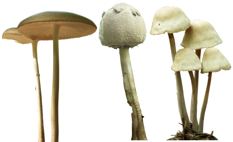 Mushroom PNG - 24334