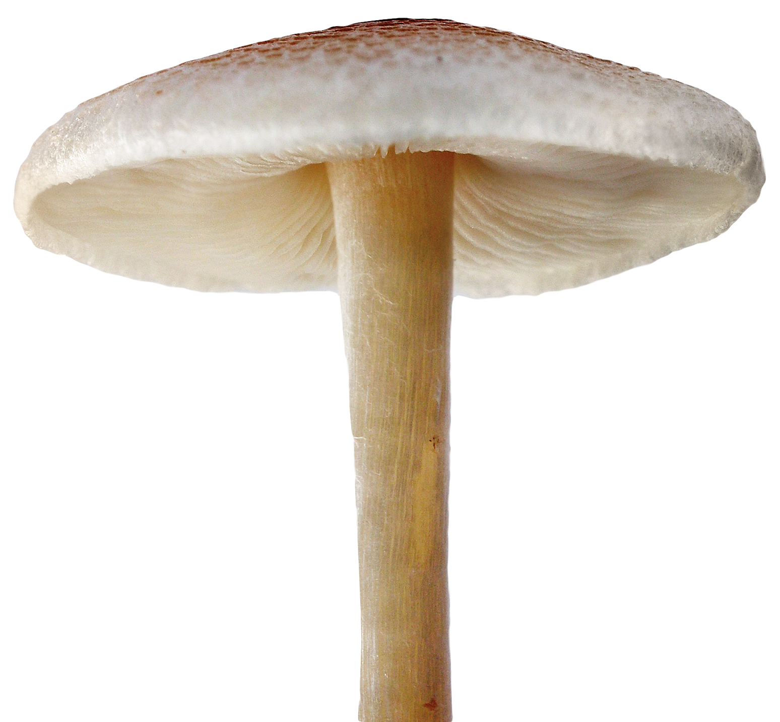 Download PNG image - Mushroom