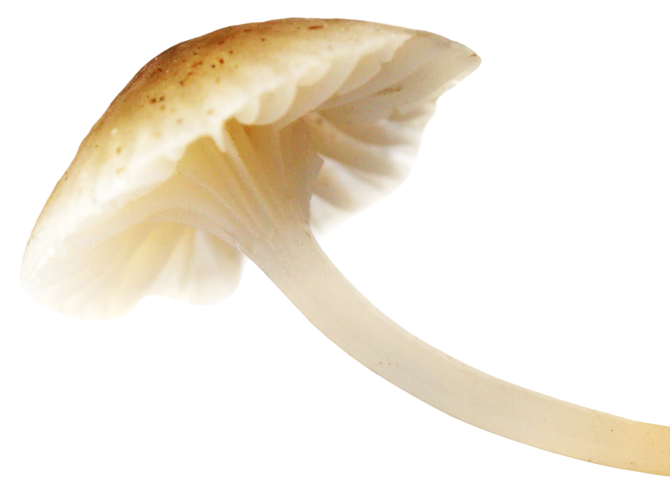 Mushroom PNG - 11748