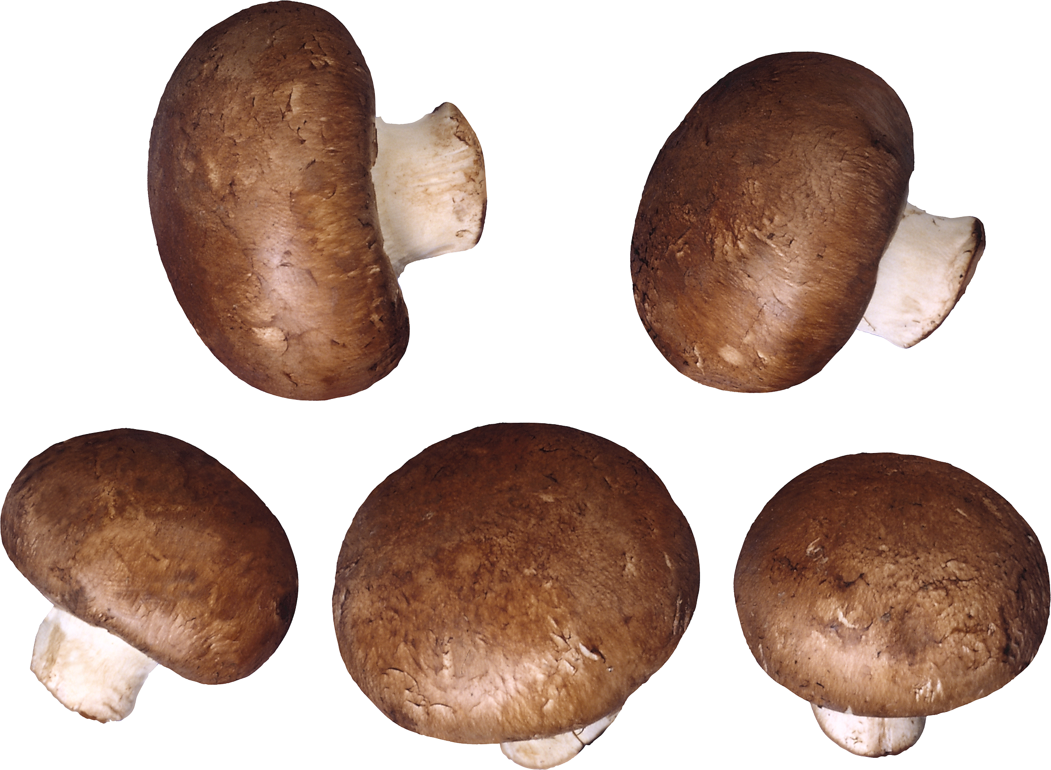Mushroom PNG - 24333