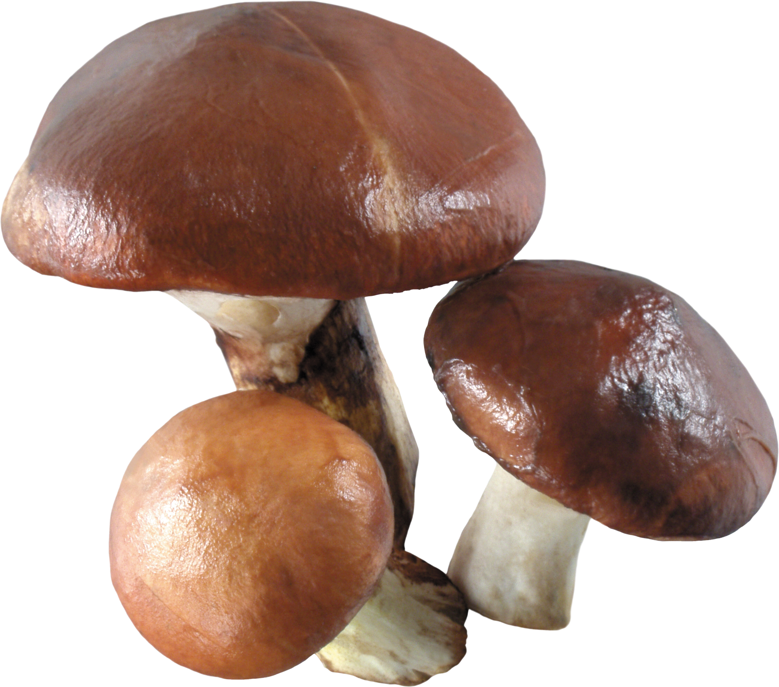 Mushroom PNG - 11755