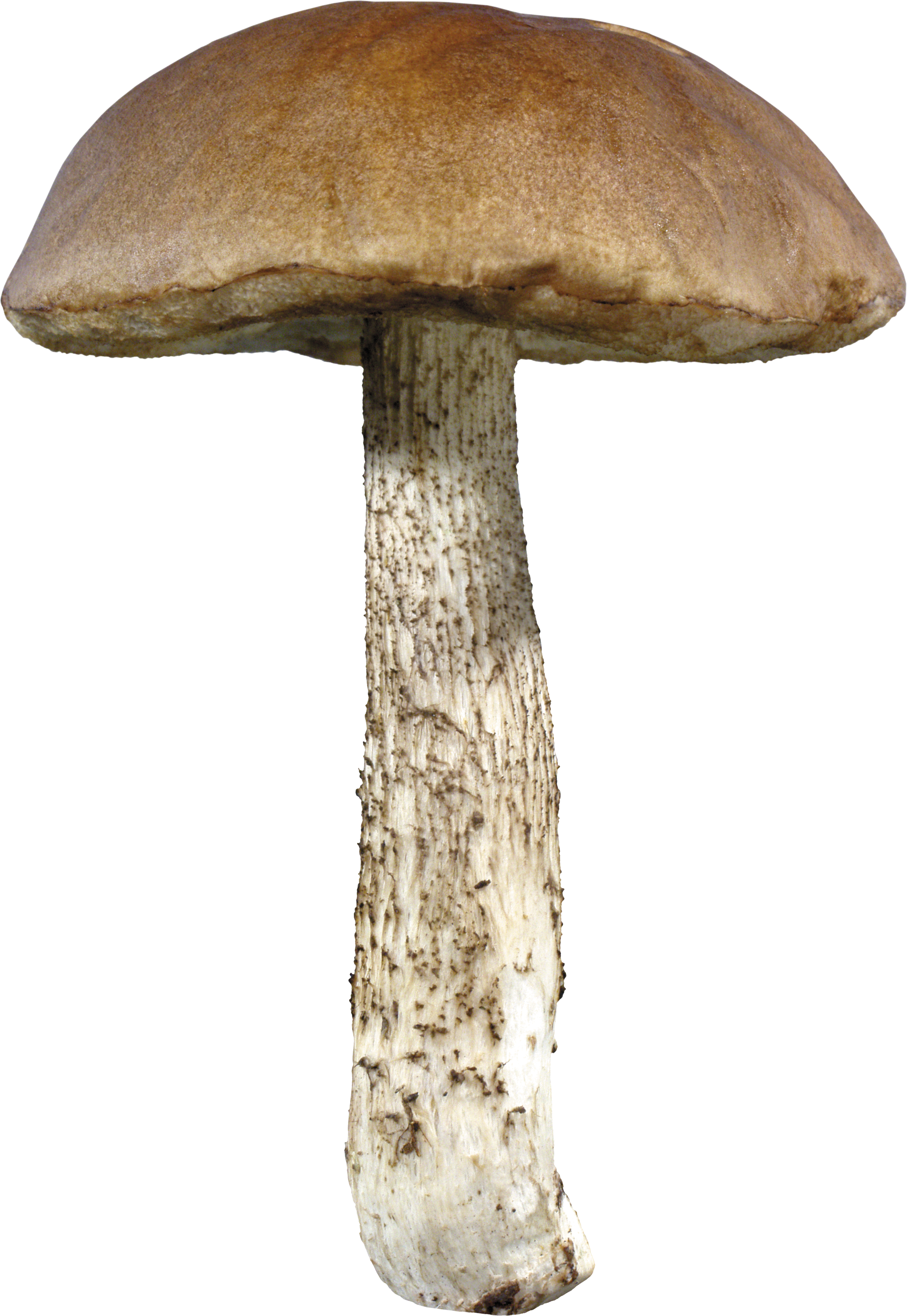 Mushroom PNG - 11754