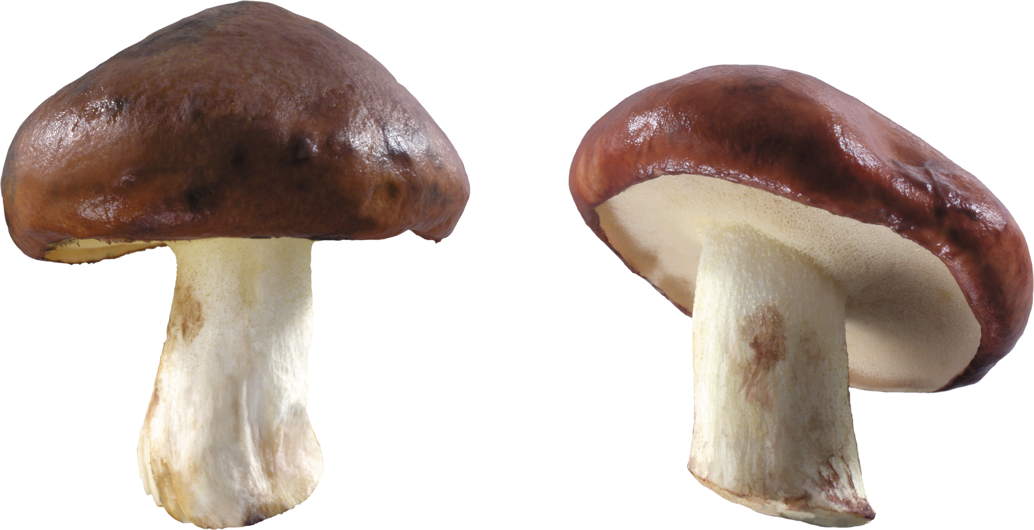 Mushroom PNG - 24335