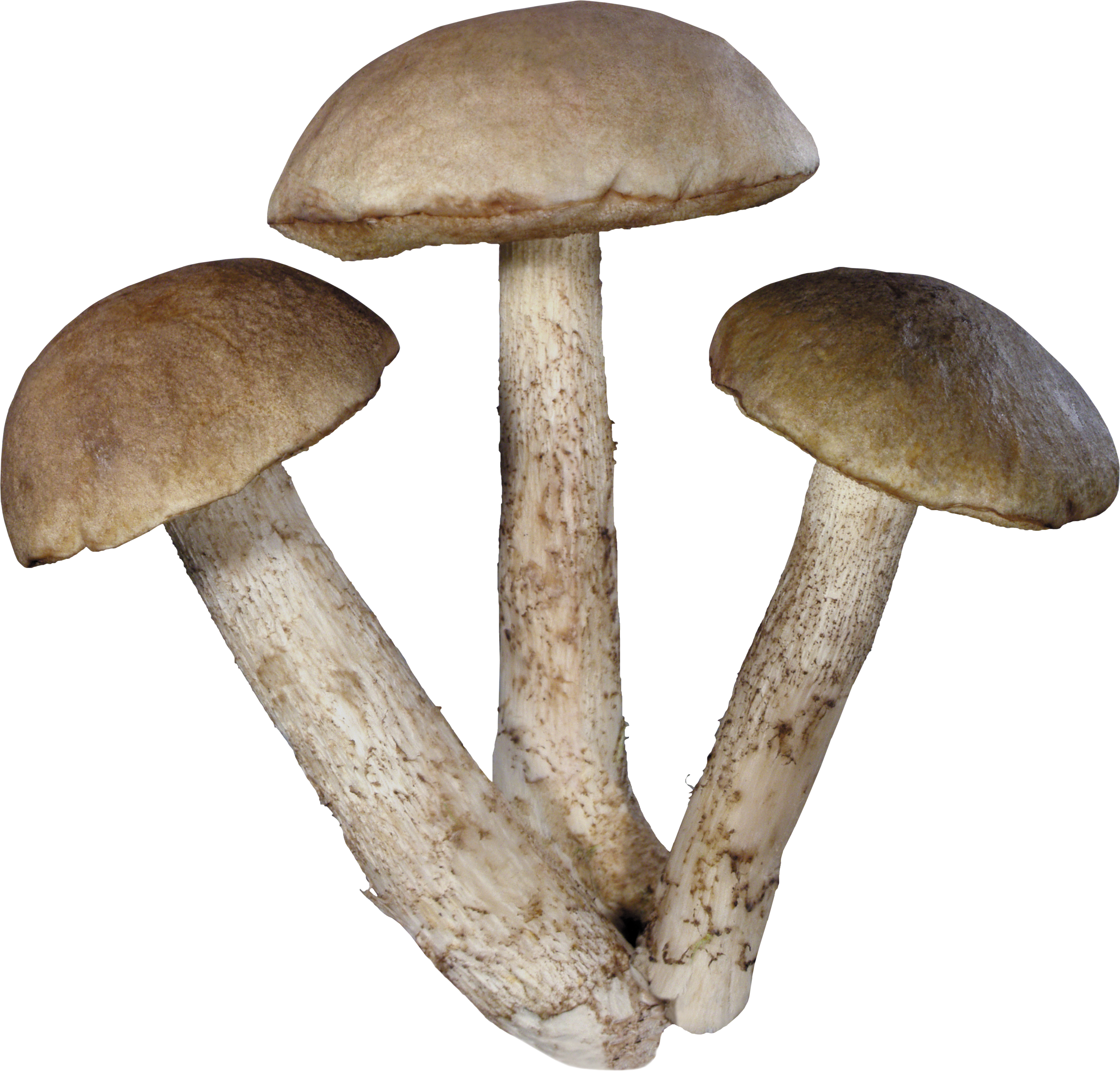 Mushroom PNG-PlusPNG.com-3581