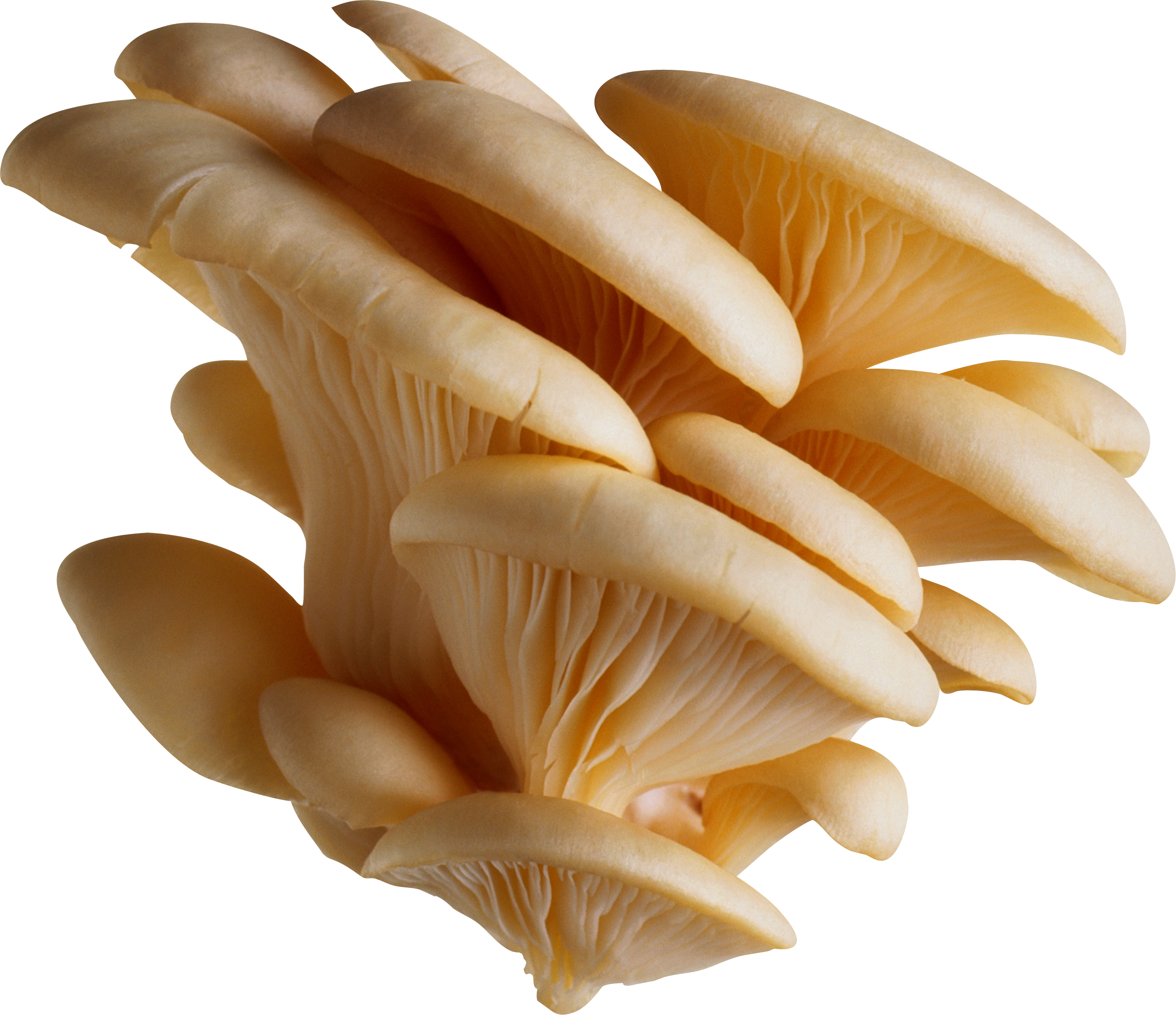 Mushroom PNG - 24324
