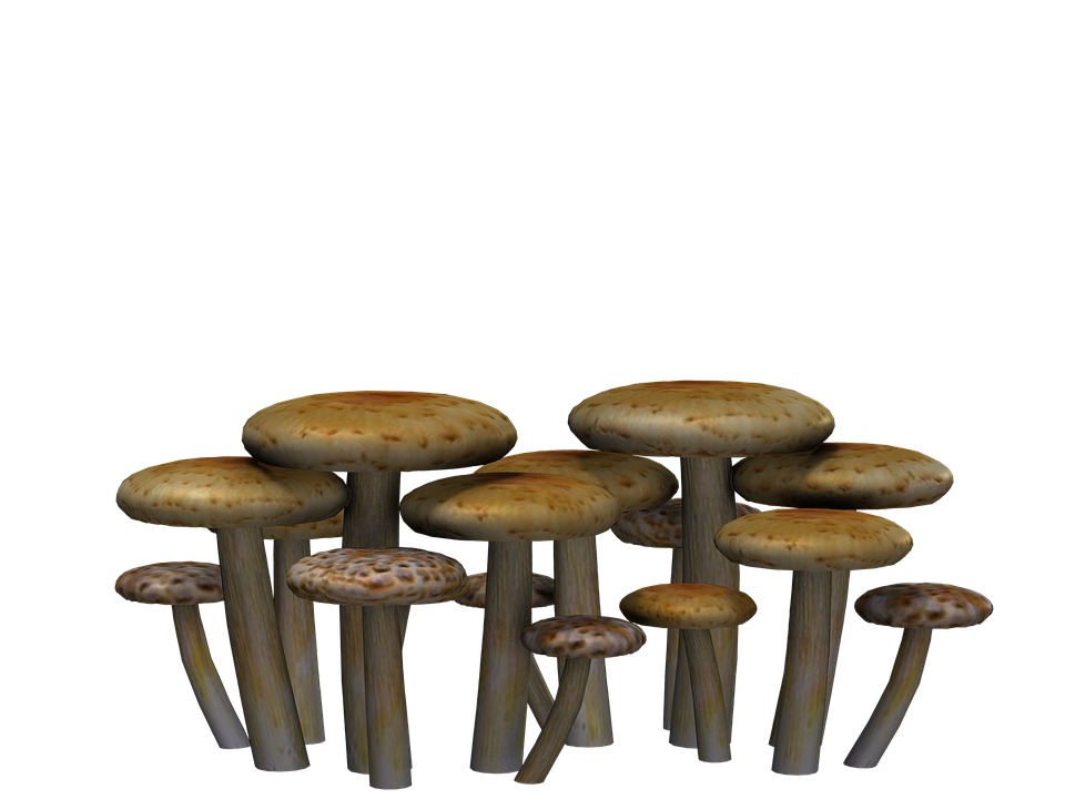 Mushrooms, Fantasy, Digital A