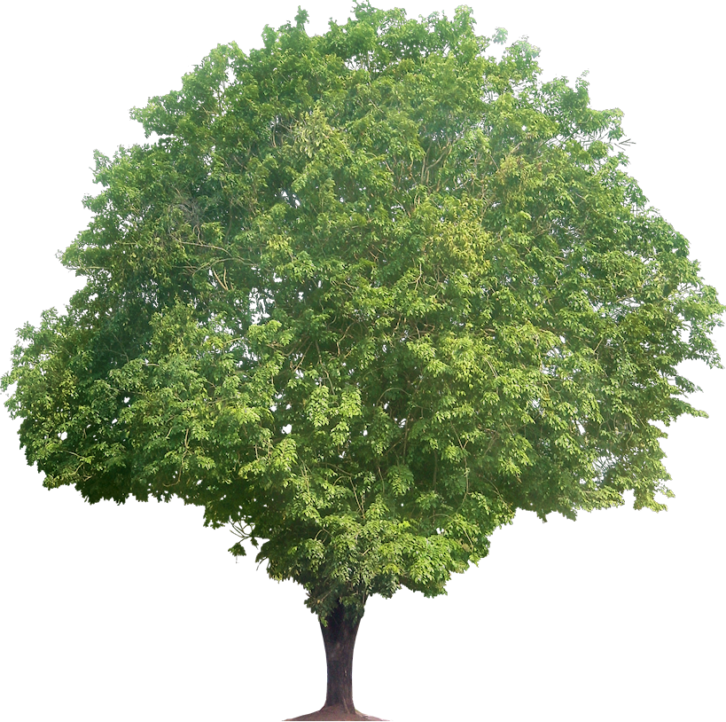 narra tree clipart